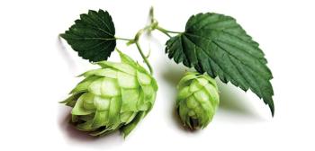 Şerbetçiotu metabolik sendrom tedavisi ve zayıflamada yardımcı olabilir.