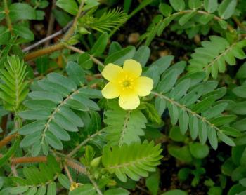 Çoban çökerten meyveleri kalp ve damar sistemi hastalıklarının tedavisinde önemli rol oynayabilir