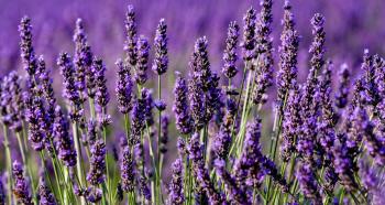 Güzel çiçek kokusunun kavrama ve algılamaya katkısı var mı?