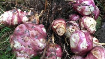 Yer elmasını hangi sıklıkla tüketirsiniz?  