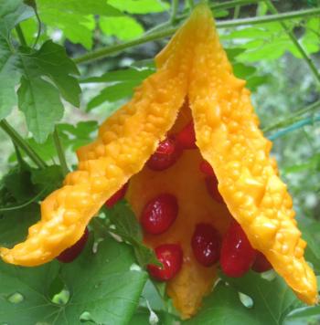 Kudret narı meyvelerinin bilimsel etkinliği 