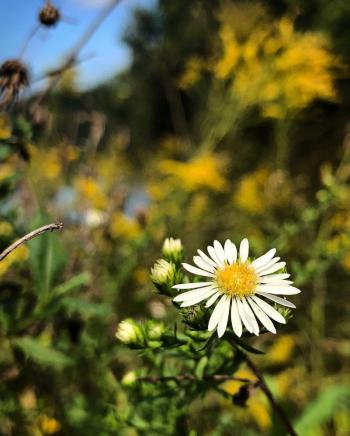 Papatya ileri yaşlarda uyku sorununa basit bir çözüm olabilir