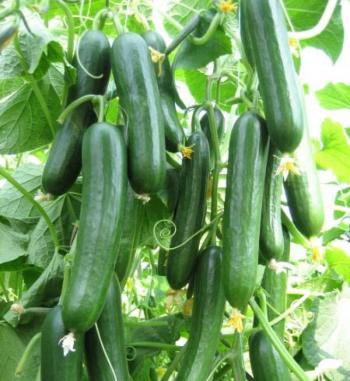 Hıyar mı, salatalık mı?