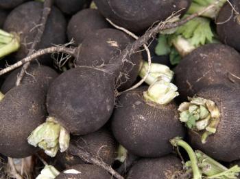  “Siyah turpu” bir ilaç olarak düşündünüz mü?