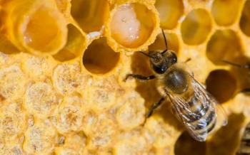 Arı sütü, en zengin triptofan kaynağı olarak zihin enerjisi destekleyip kavramayı artırabilir 