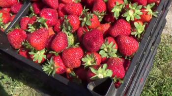 Metabolik sendromlu kadınlarda çilek meyvesi kan lipit değerleri üzerinde yararlı 