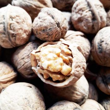 Ceviz yemek kolon kanserinin önlenmesinde yararlı olabilir