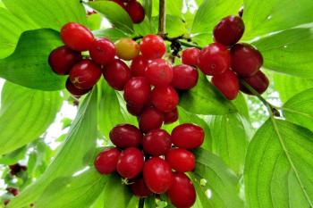 Kızılcık meyvesi üriner enfeksiyonlarda etkili mi?  