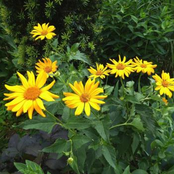 Eklem ve kas ağrılarında Arnika kremi yararlı olabiliyor