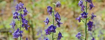 Bazı bitkisel ürünlerin aktarlarda satışı yasaklandı