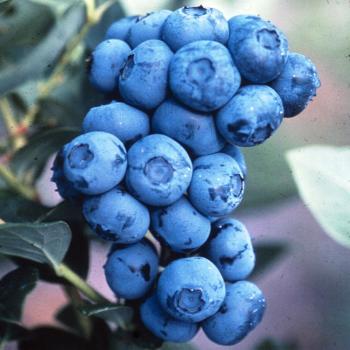 Yaban mersini, tip-2 şeker hastalarında kan şekerinin kontrolünü sağlayabiliyor