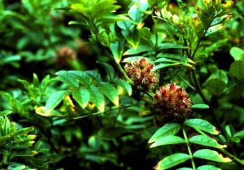 Meyan kökü yılın bitkisi mi?