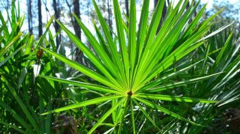 Prostat büyümesi ve cinsel yetersizliklerde cüce palmiye‘nin etkinliği 